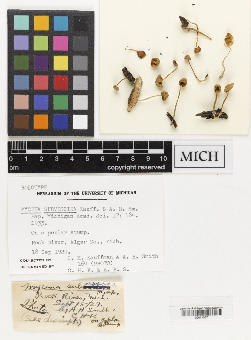 Mycena subviscida image