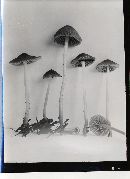 Mycena subvitrea image