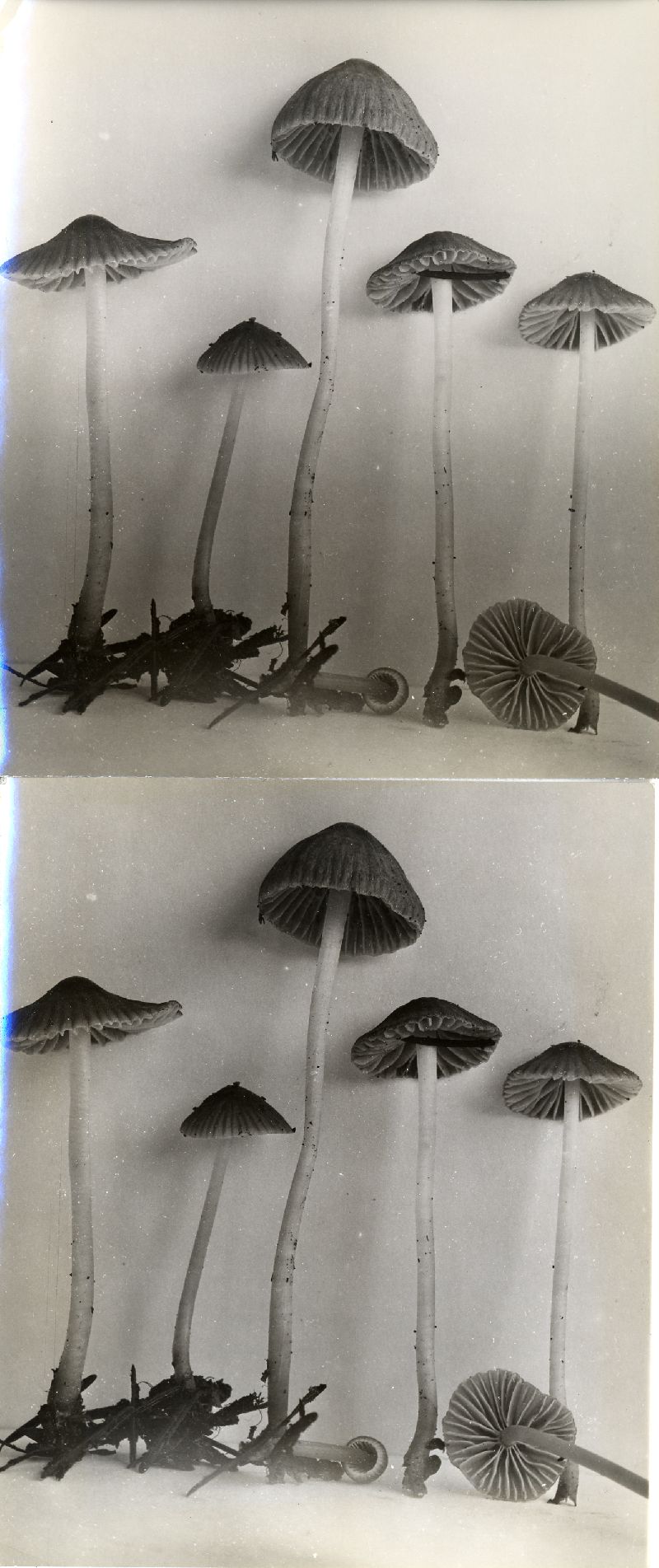 Mycena subvitrea image