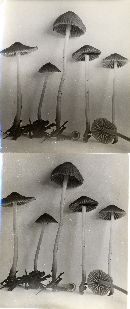 Mycena subvitrea image