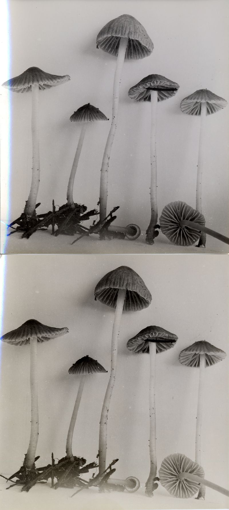 Mycena subvitrea image