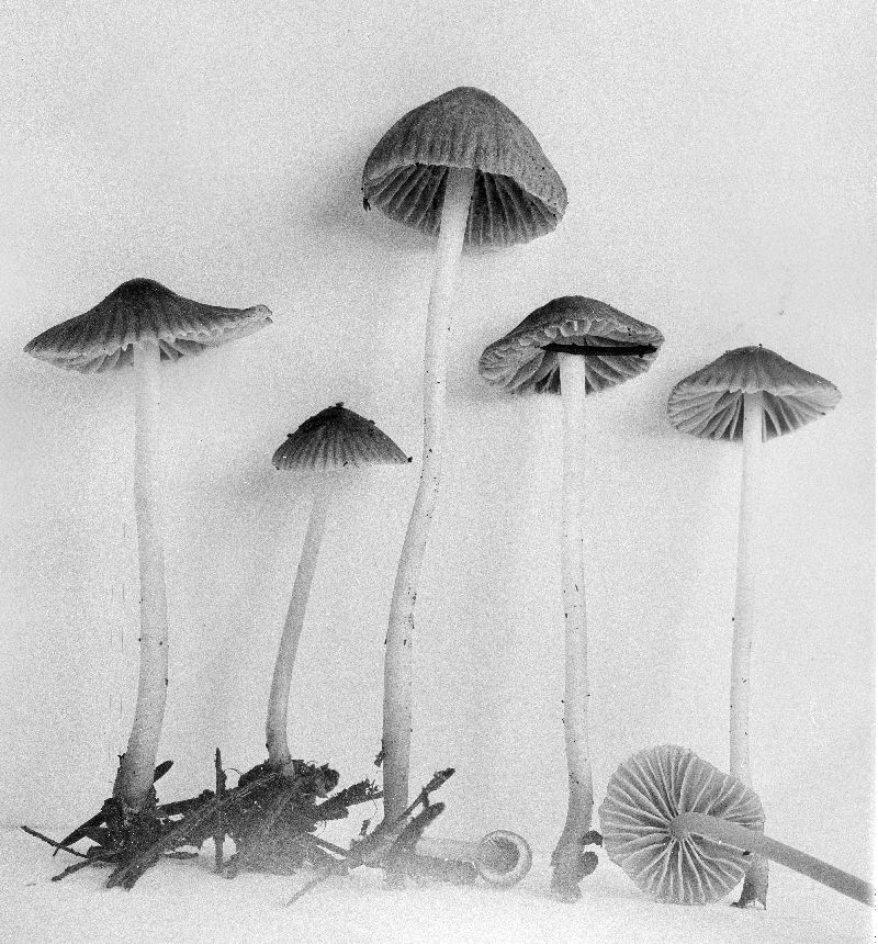 Mycena subvitrea image