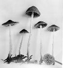 Mycena subvitrea image