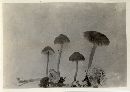 Mycena tenacipes image