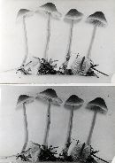 Mycena tenax image