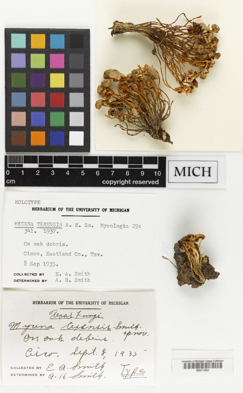 Mycena texensis image