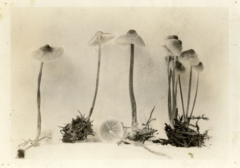 Mycena tinctura image