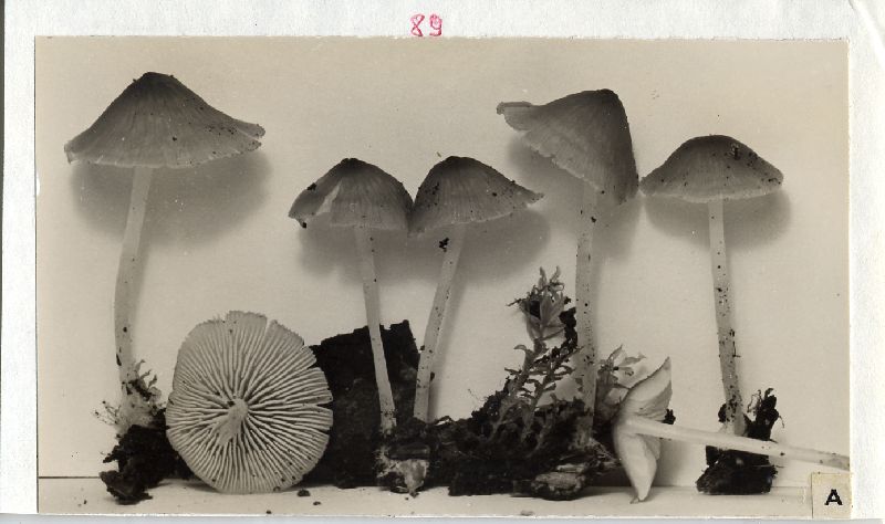 Mycena ulmicola image