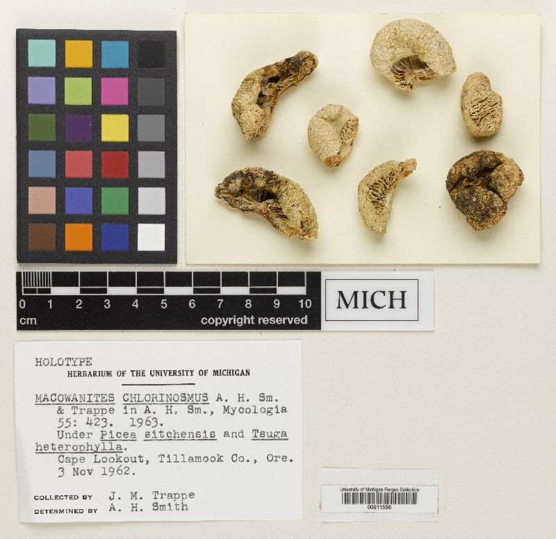 Macowanites chlorinosmus image