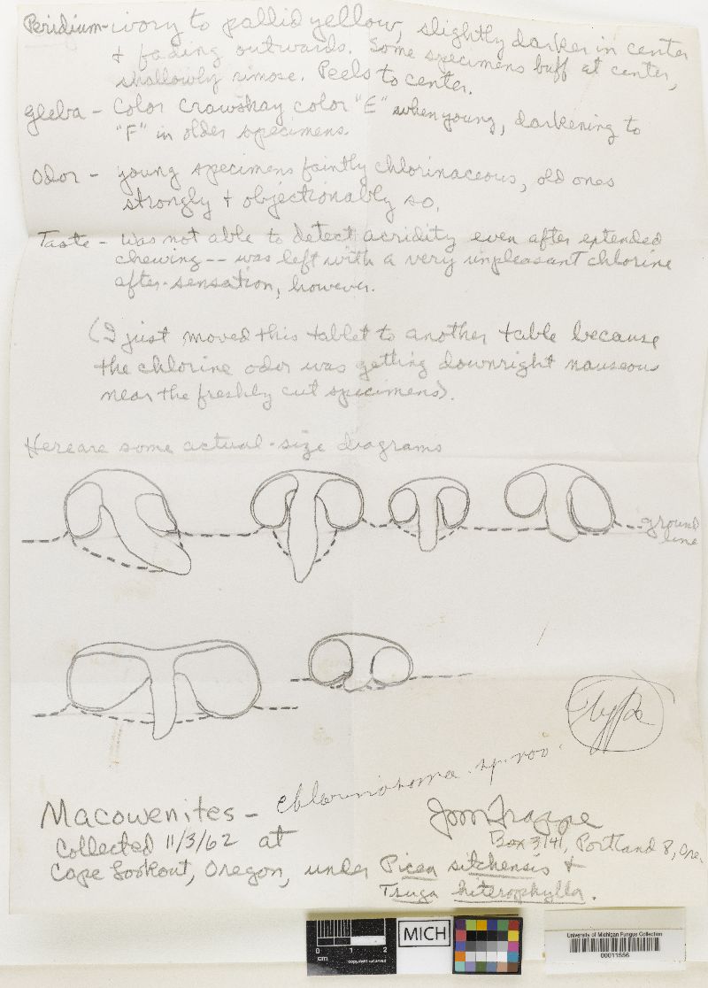 Macowanites chlorinosmus image