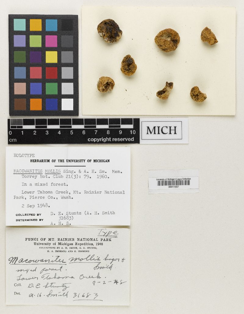 Macowanites mollis image