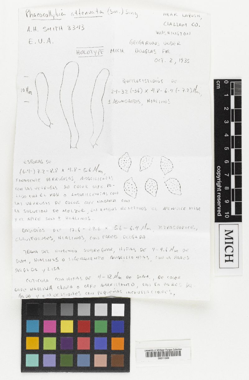 Naucoria attenuata image