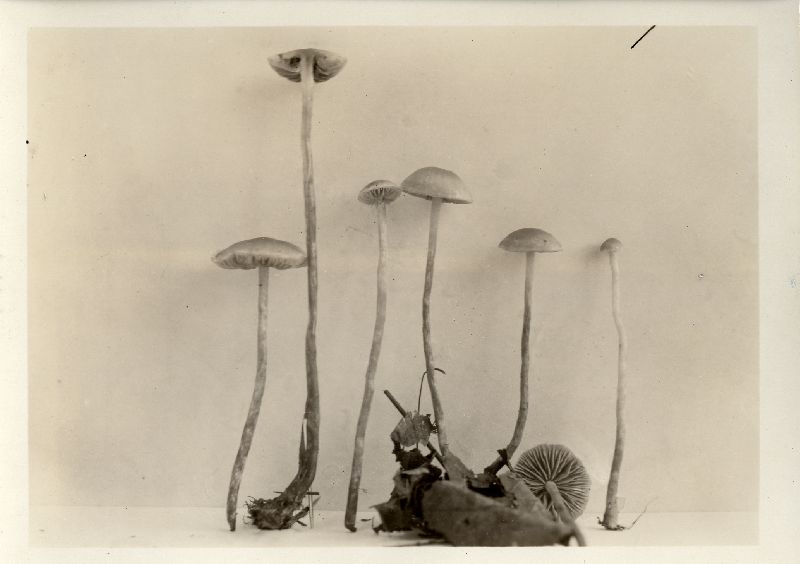 Naucoria obtusissima image