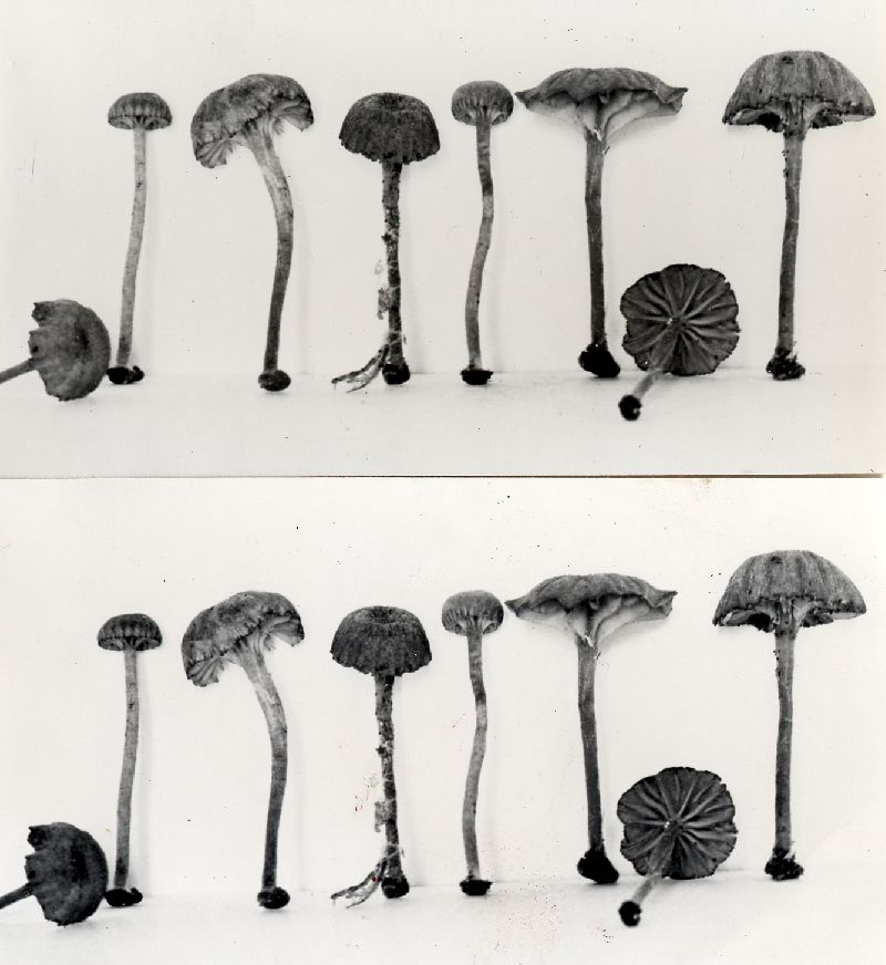 Omphalia hohensis image