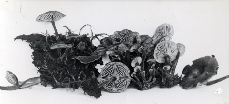 Omphalia orickiana image