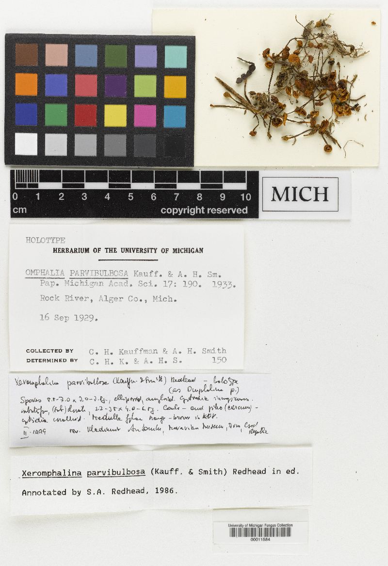 Omphalia parvibulbosa image