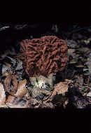 Gyromitra caroliniana image