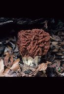 Gyromitra caroliniana image