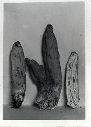 Underwoodia columnaris image