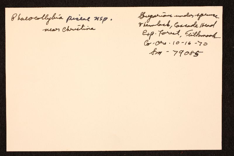 Phaeocollybia piceae image