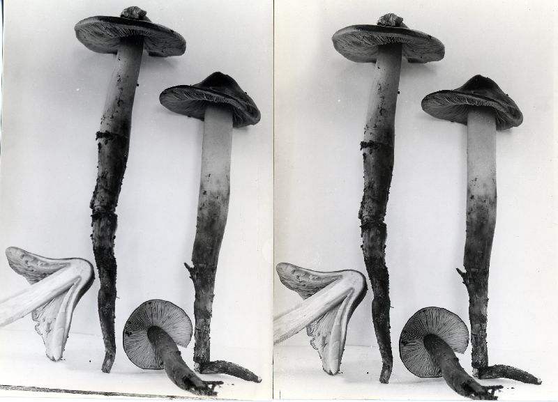 Phaeocollybia spadicea image