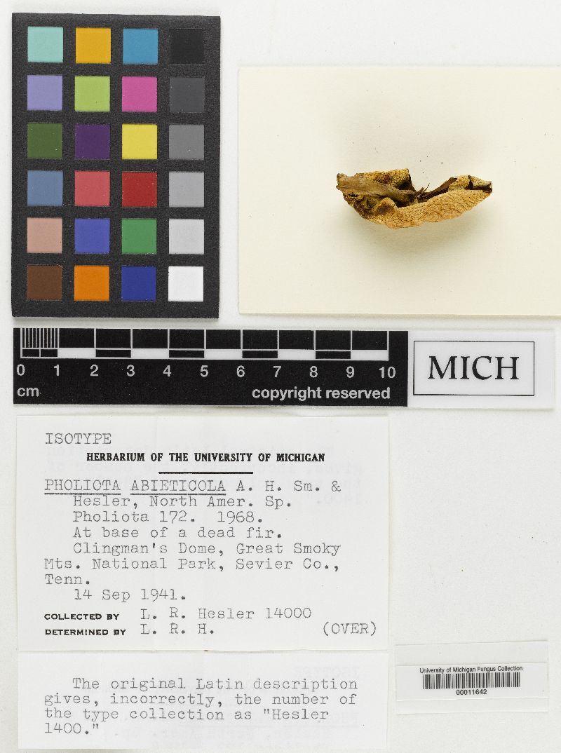 Pholiota abietis image