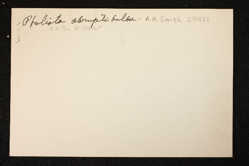 Chlorophyllum abruptibulbum image