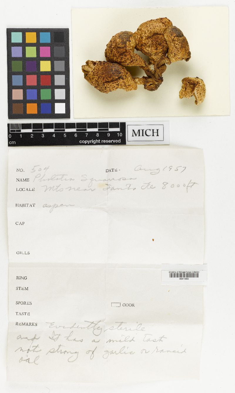 Pholiota baptistii image