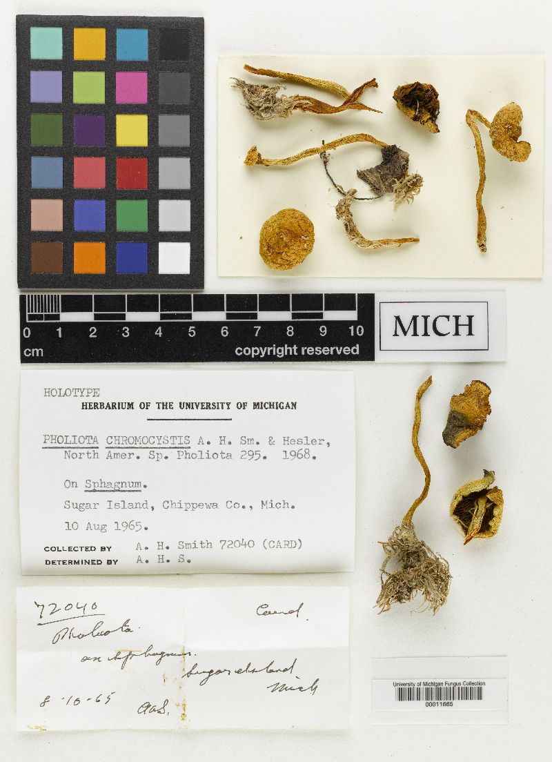 Pholiota chromocystis image