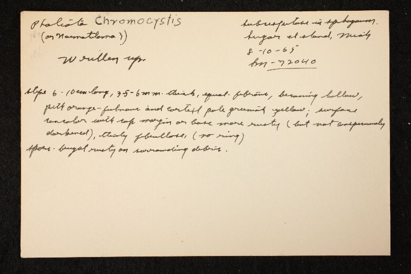 Pholiota chromocystis image