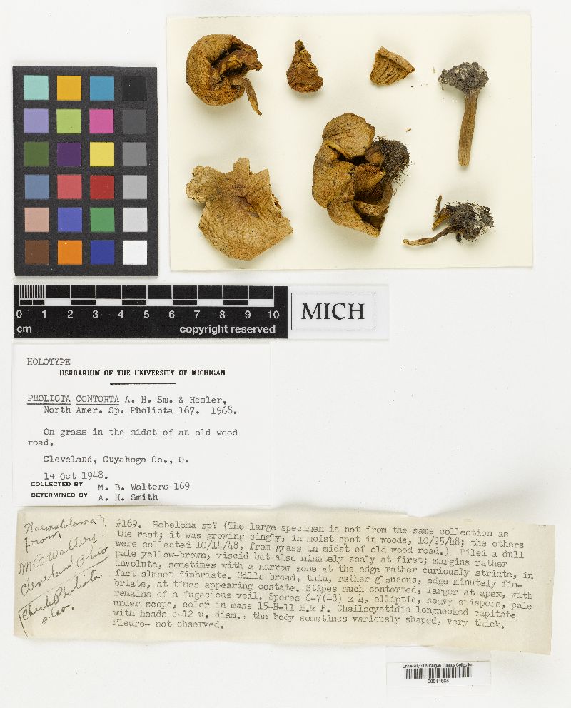 Pholiota contorta image