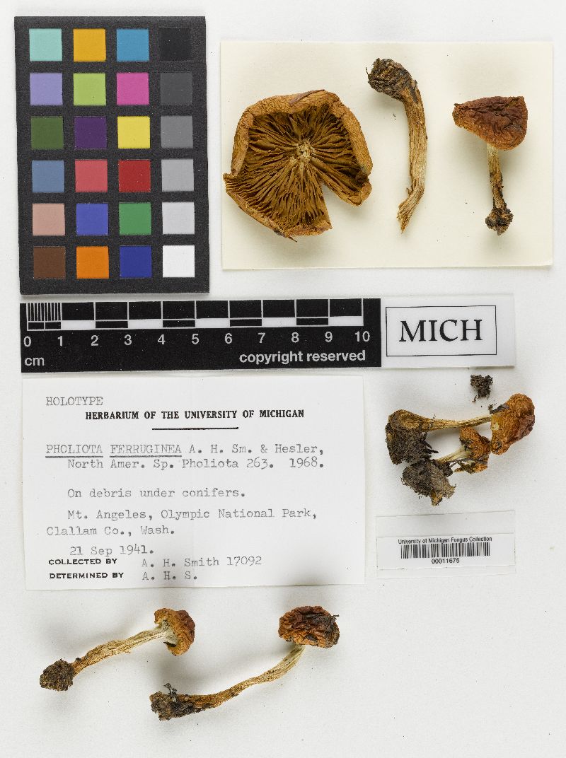 Pholiota ferruginea image