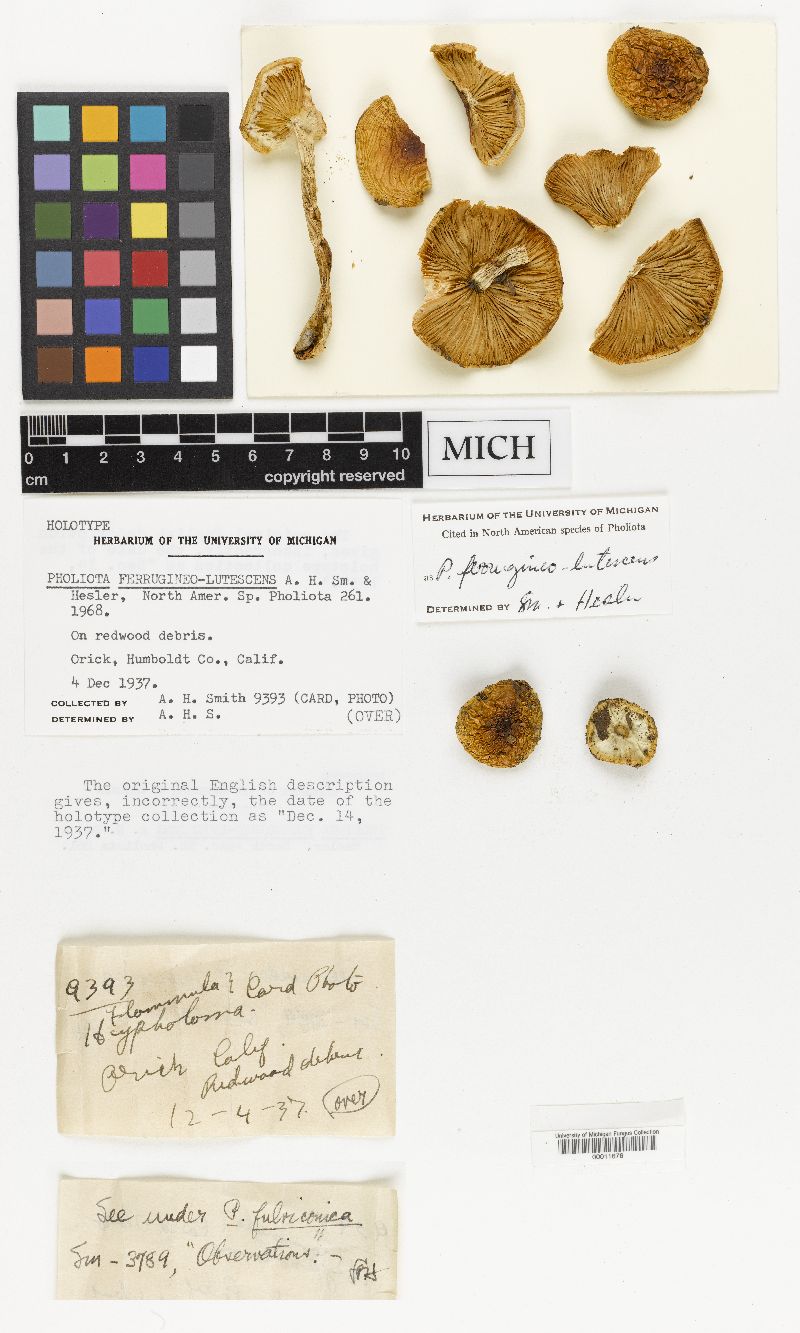 Pholiota ferrugineo-lutescens image
