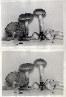 Pholiota ferrugineo-lutescens image