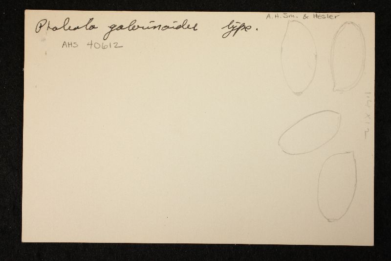Pholiota galerinoides image