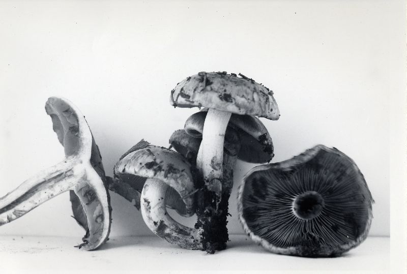 Pholiota innocua image