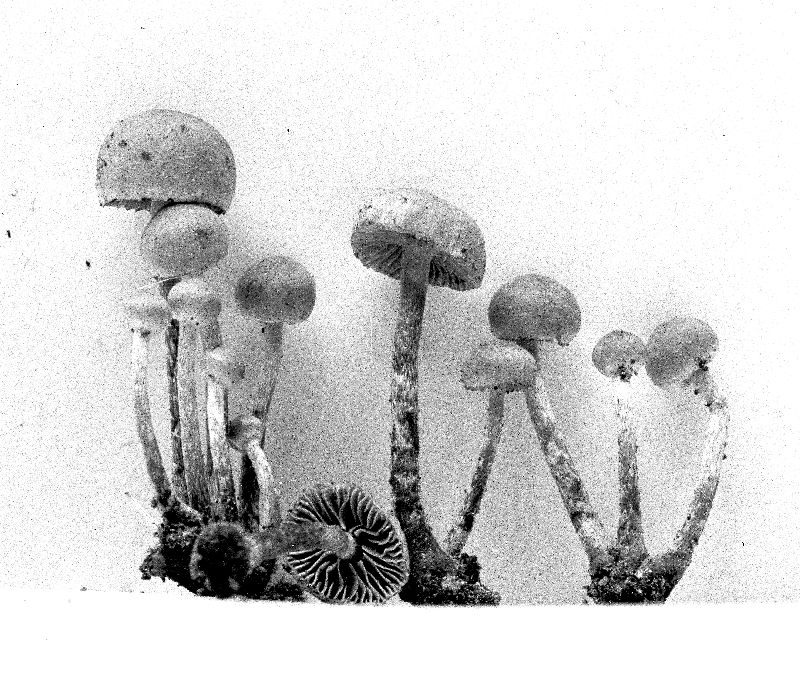 Pholiota lactea image