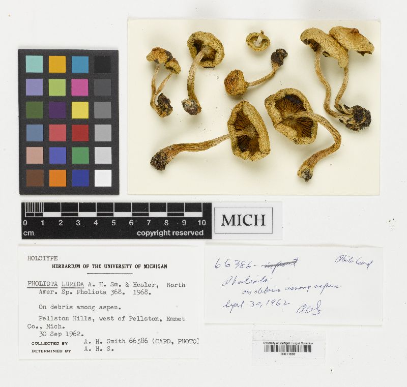 Pholiota lurida image