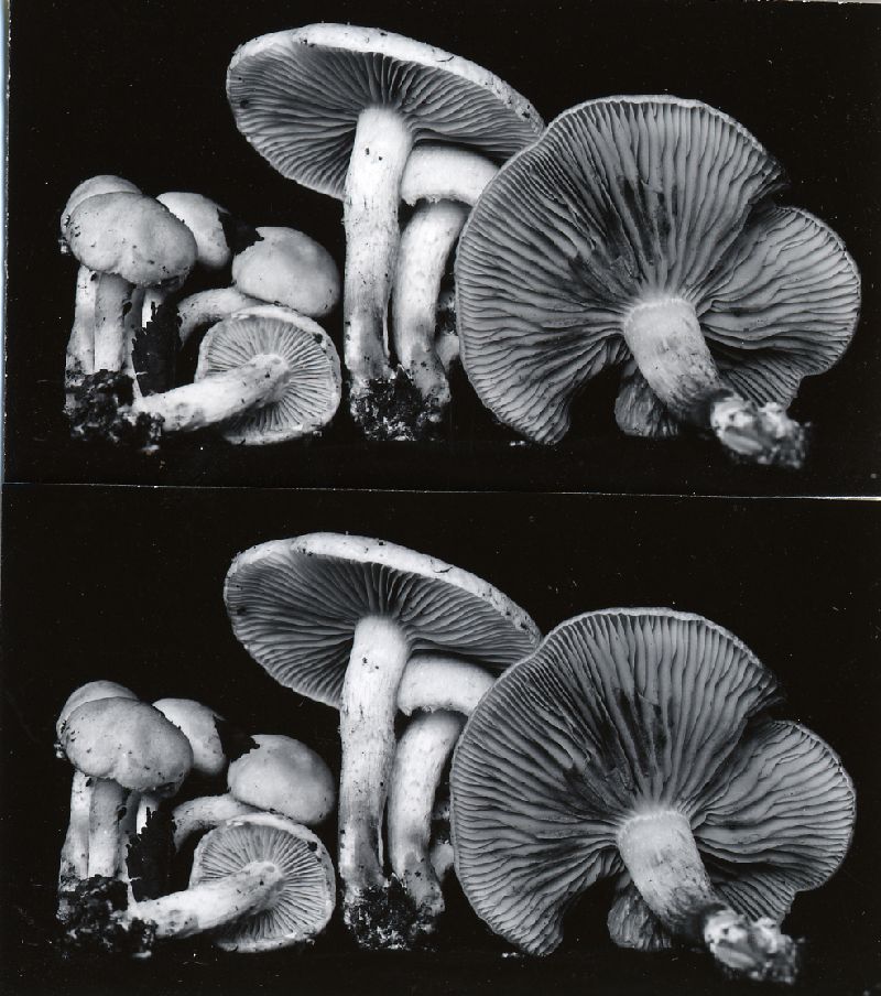 Pholiota lutescens image