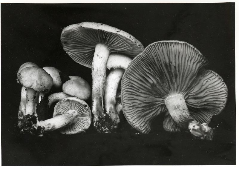 Pholiota lutescens image