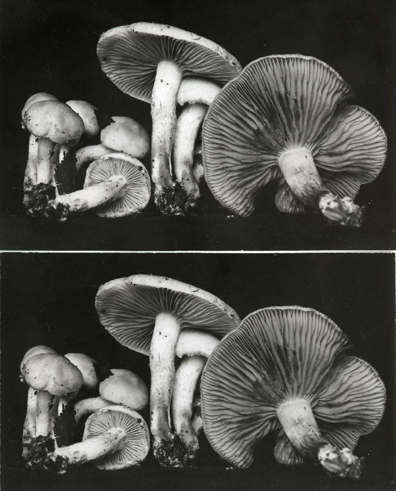 Pholiota lutescens image