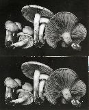 Pholiota lutescens image