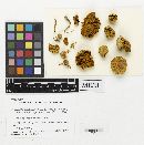 Pholiota melliodora image