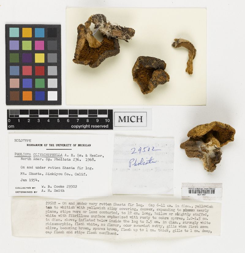 Pholiota olivaceophylla image