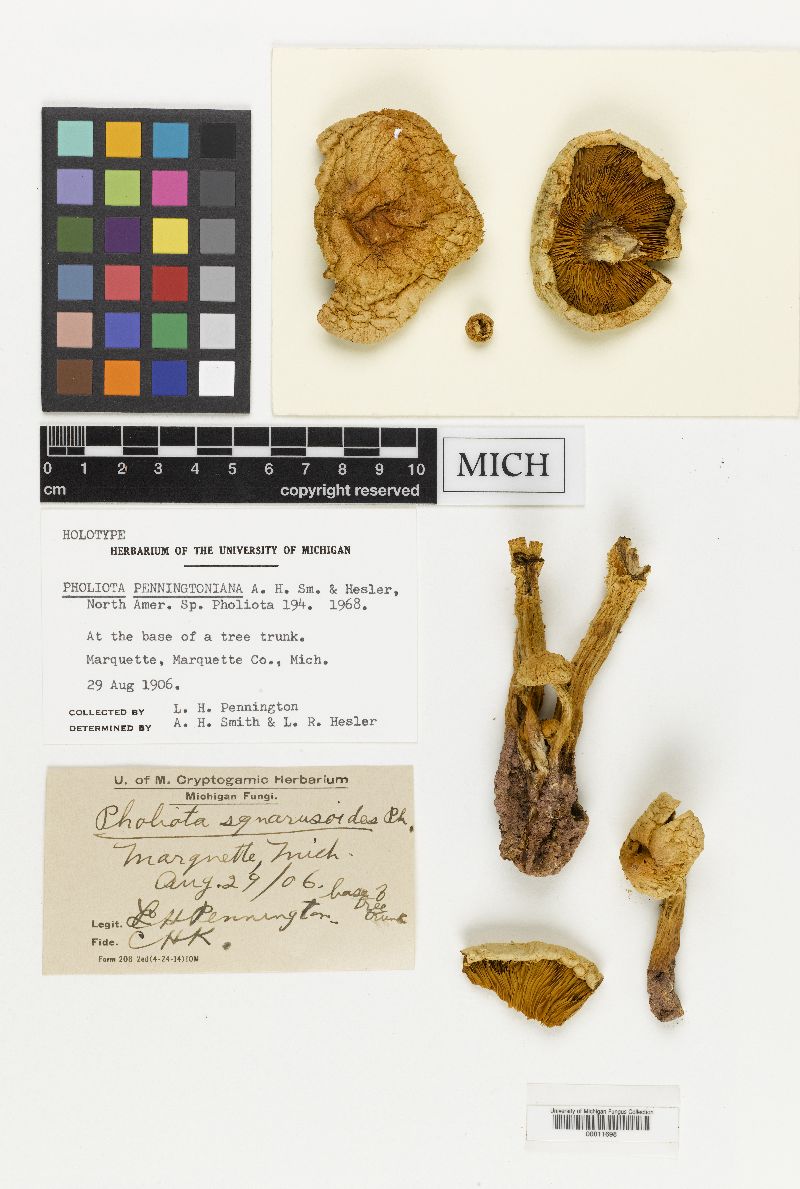 Pholiota penningtoniana image