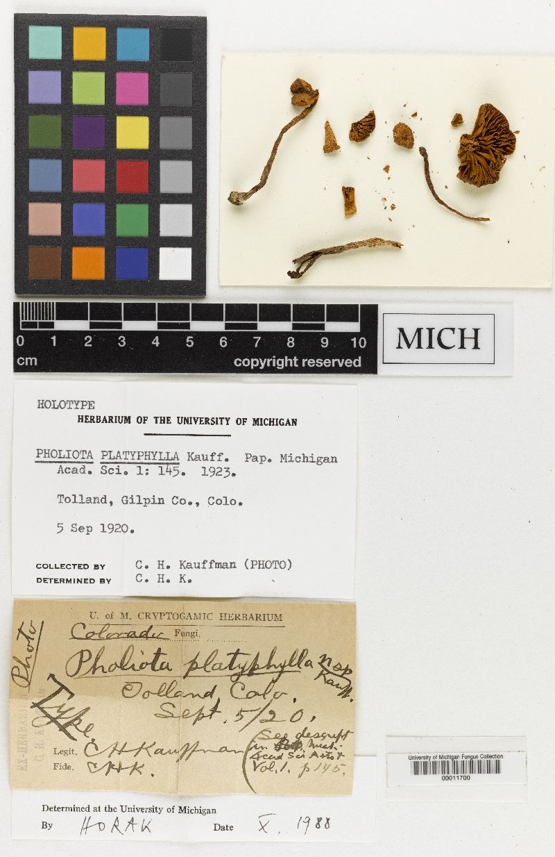 Pholiota platyphylla image