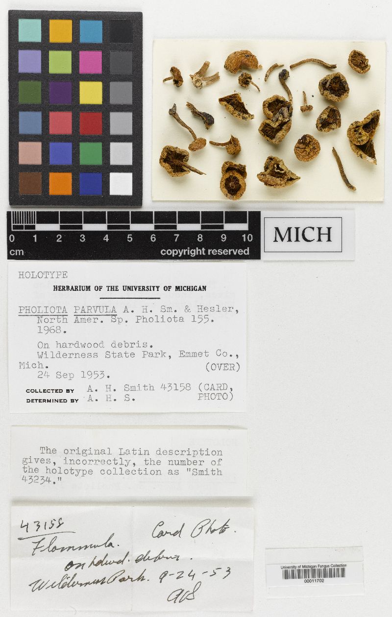 Pholiota parvula image