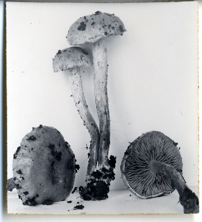 Pholiota parvula image