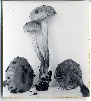 Pholiota parvula image