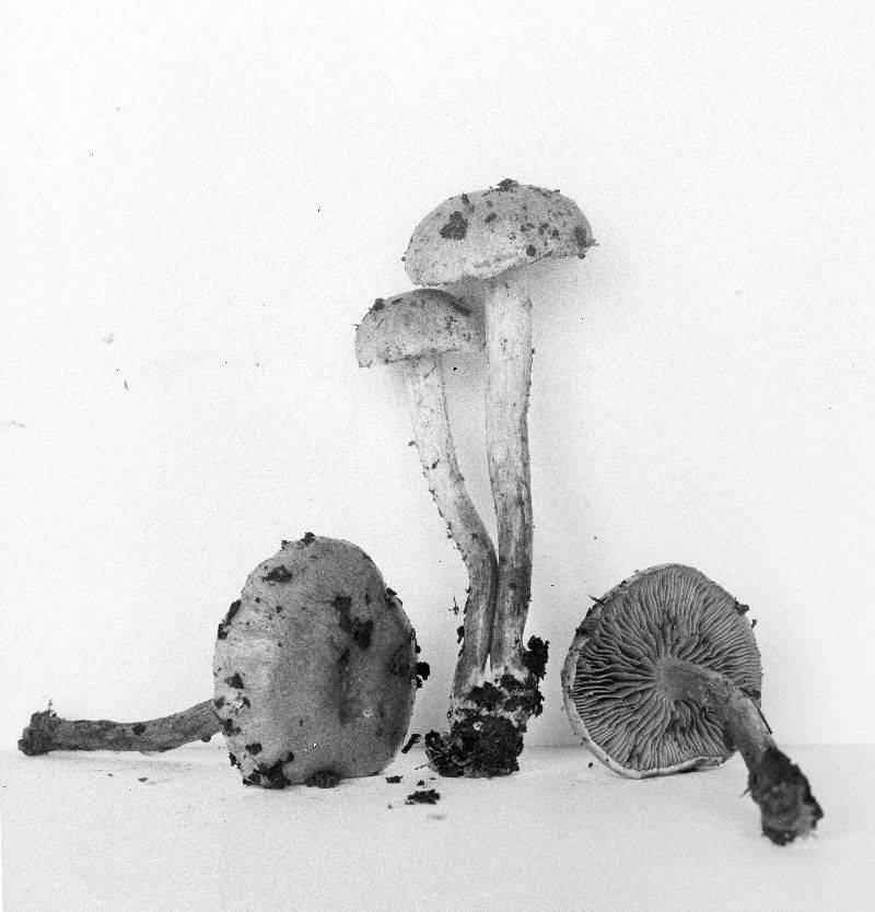 Pholiota parvula image